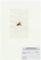 藏品(海木耳)的圖片